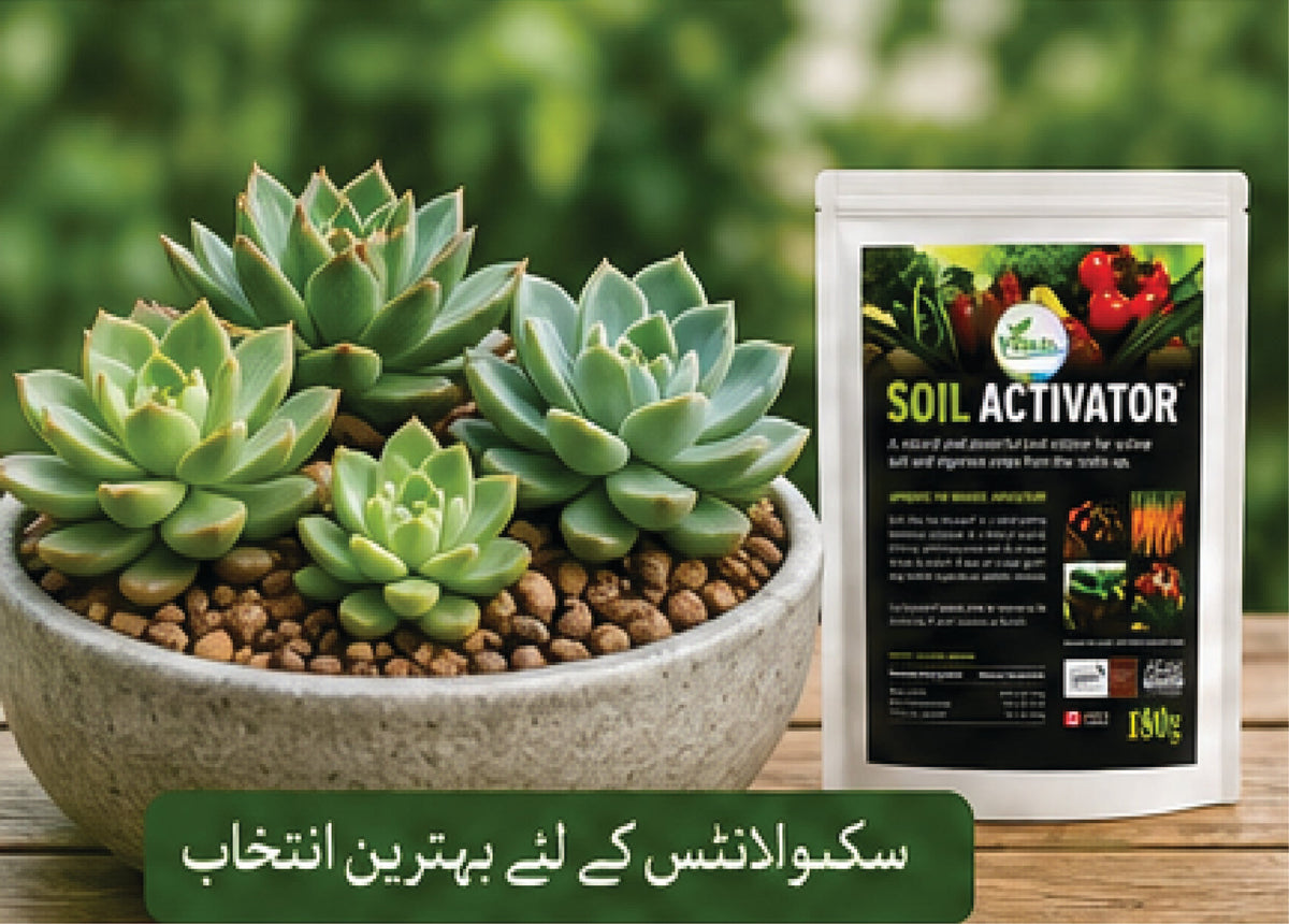 Fast Soil Activator For Every Soil( SOIL ACTIVATOR)
