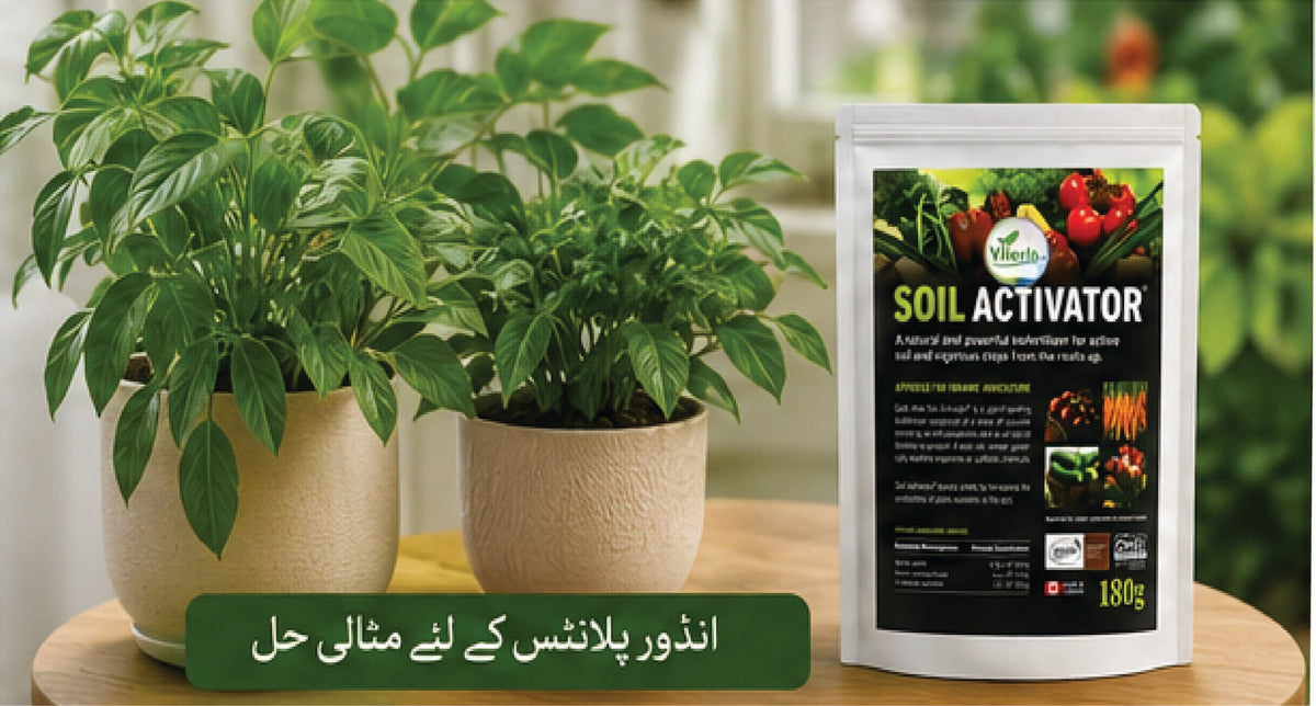 Fast Soil Activator For Every Soil( SOIL ACTIVATOR)